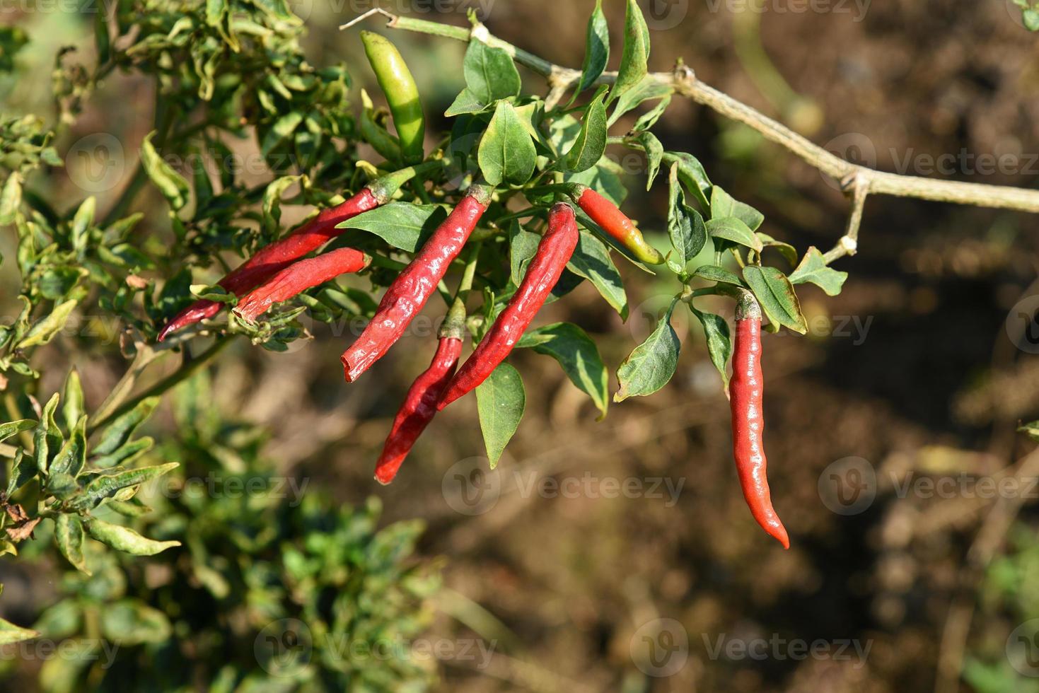 pimenta verde orgânica na planta jovem no campo agrícola, conceito de colheita. foto