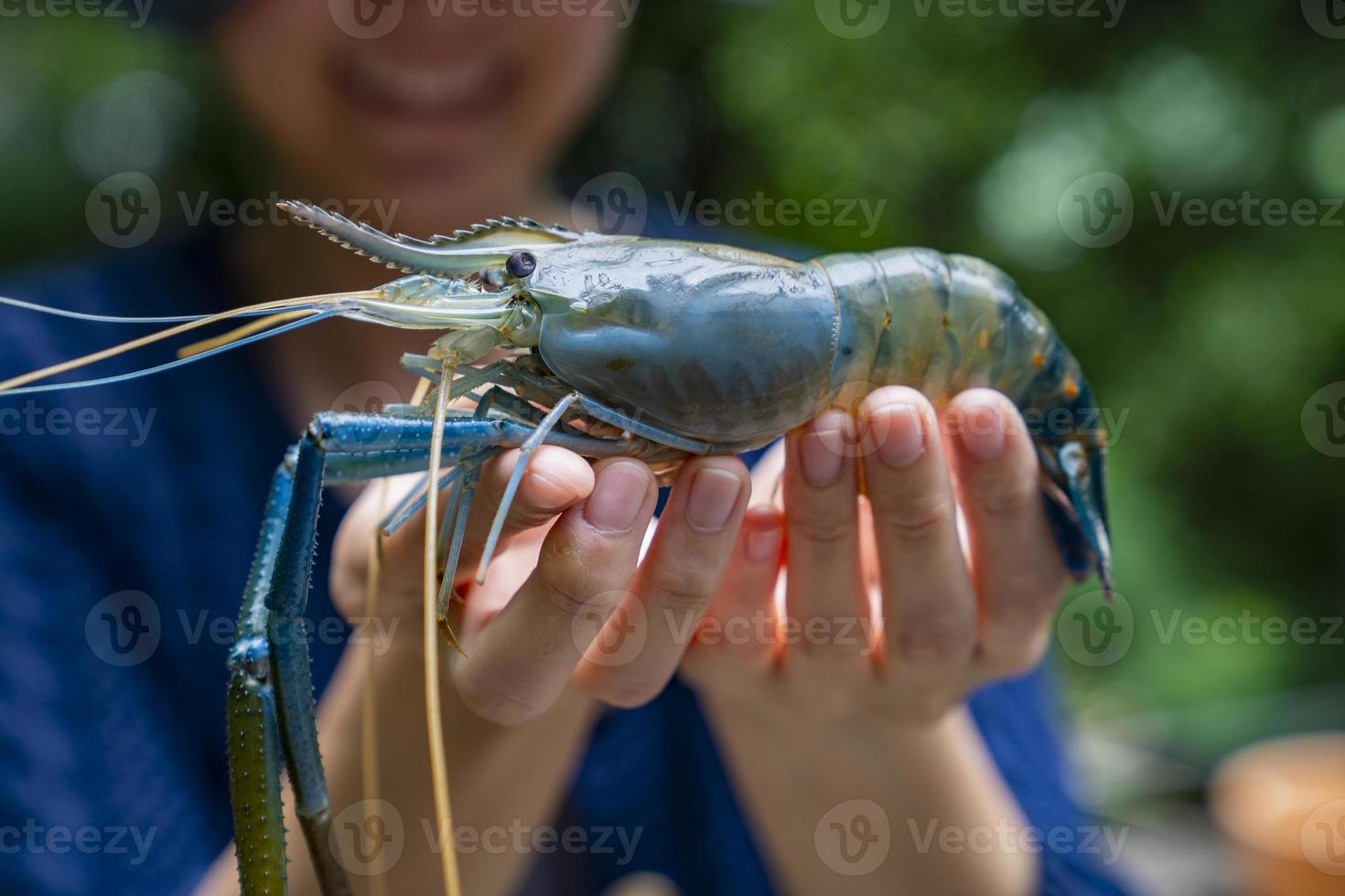 camarão gigante de água doce na mão do pescador foto