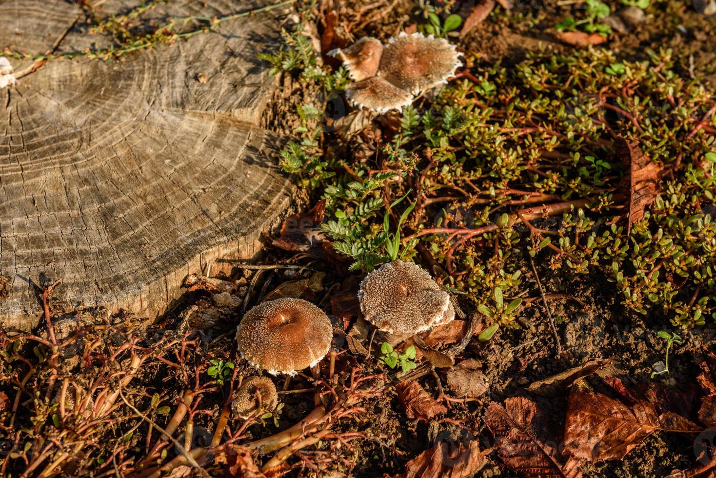 cogumelos falsos em um velho toco na floresta foto