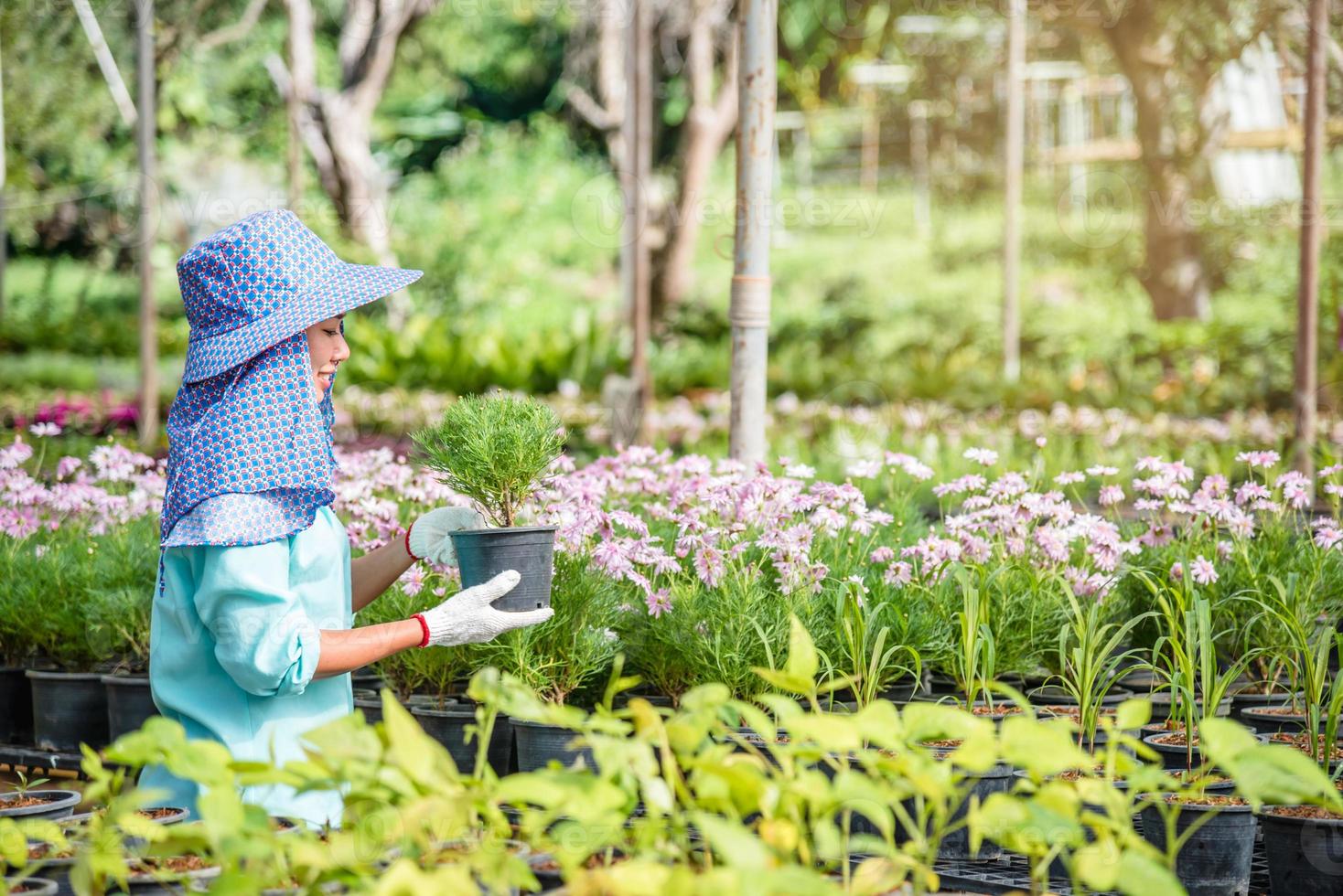crescendo plantas de mudas agricultura trabalhador feminino em flores no jardim, ela está plantando plantas jovens bebê growthdling. foto