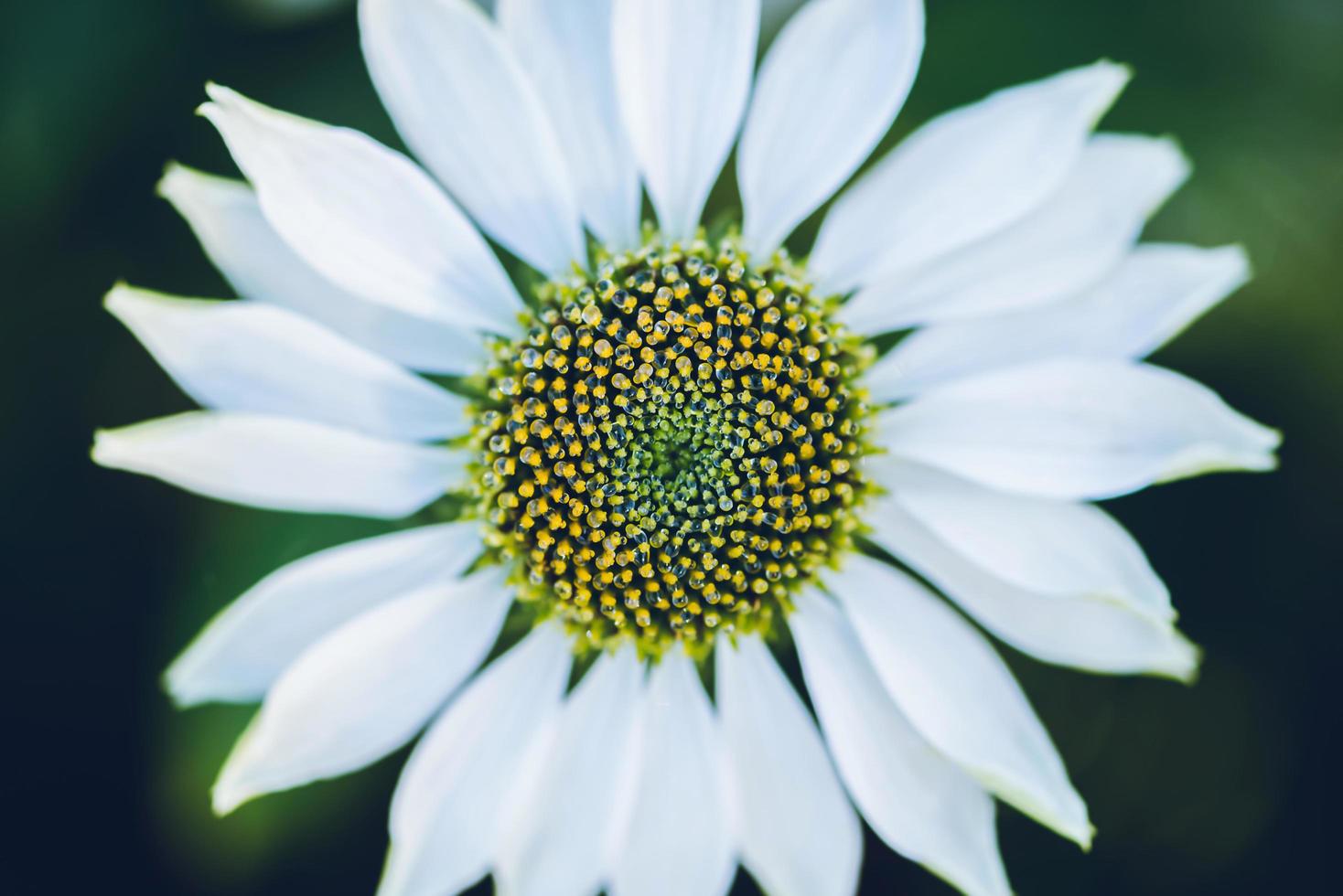 fundo natureza flor osteospermum. flores brancas. tem orvalho no pólen amarelo. quadro completo foto