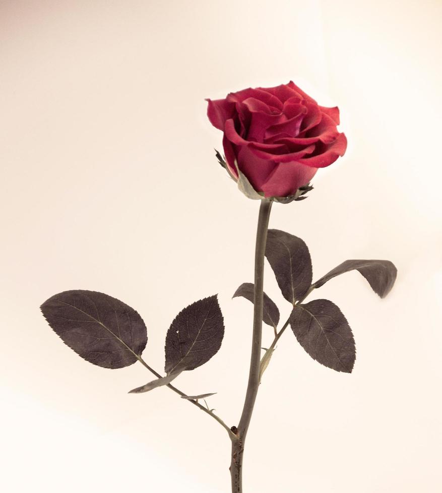 design de flores pretas vintage lindas flores feitas com filtros de cor foto