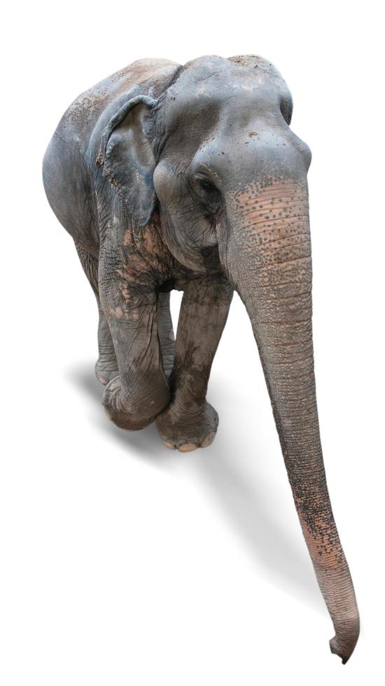 elefante em um fundo branco foto