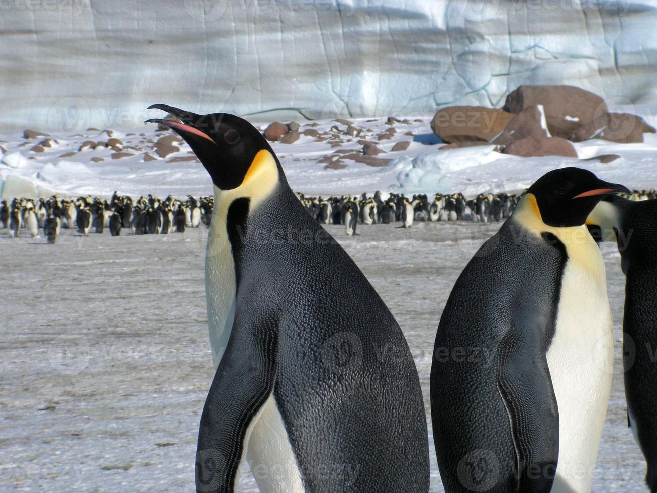 pinguins imperador no gelo da Antártica foto