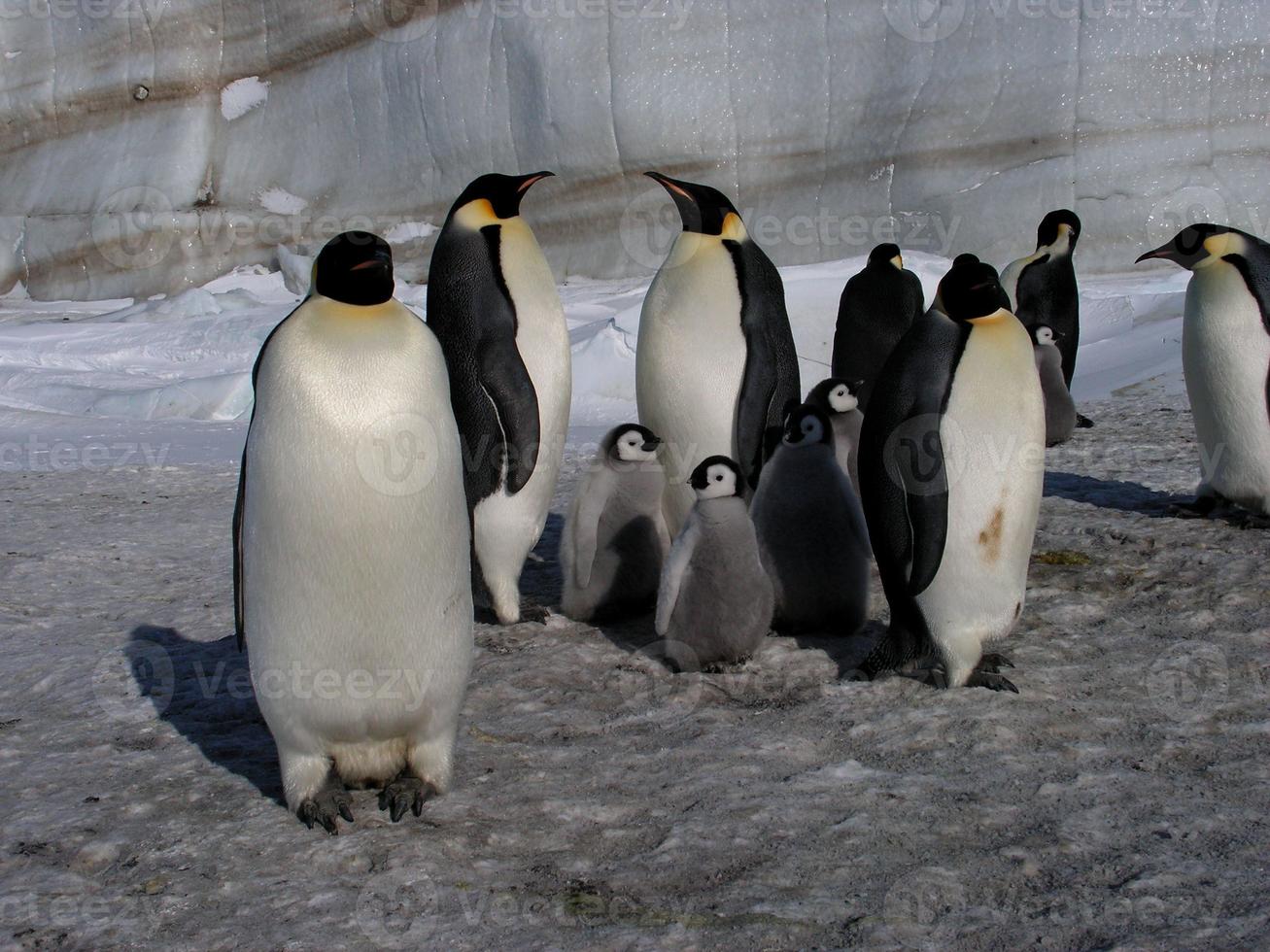 pinguins imperador no gelo da Antártica foto