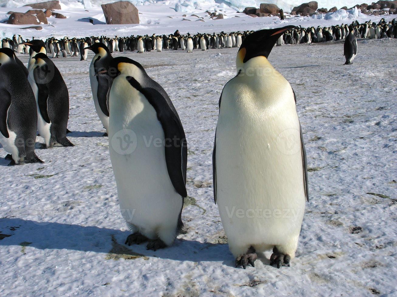 pinguins imperador no gelo da Antártica foto