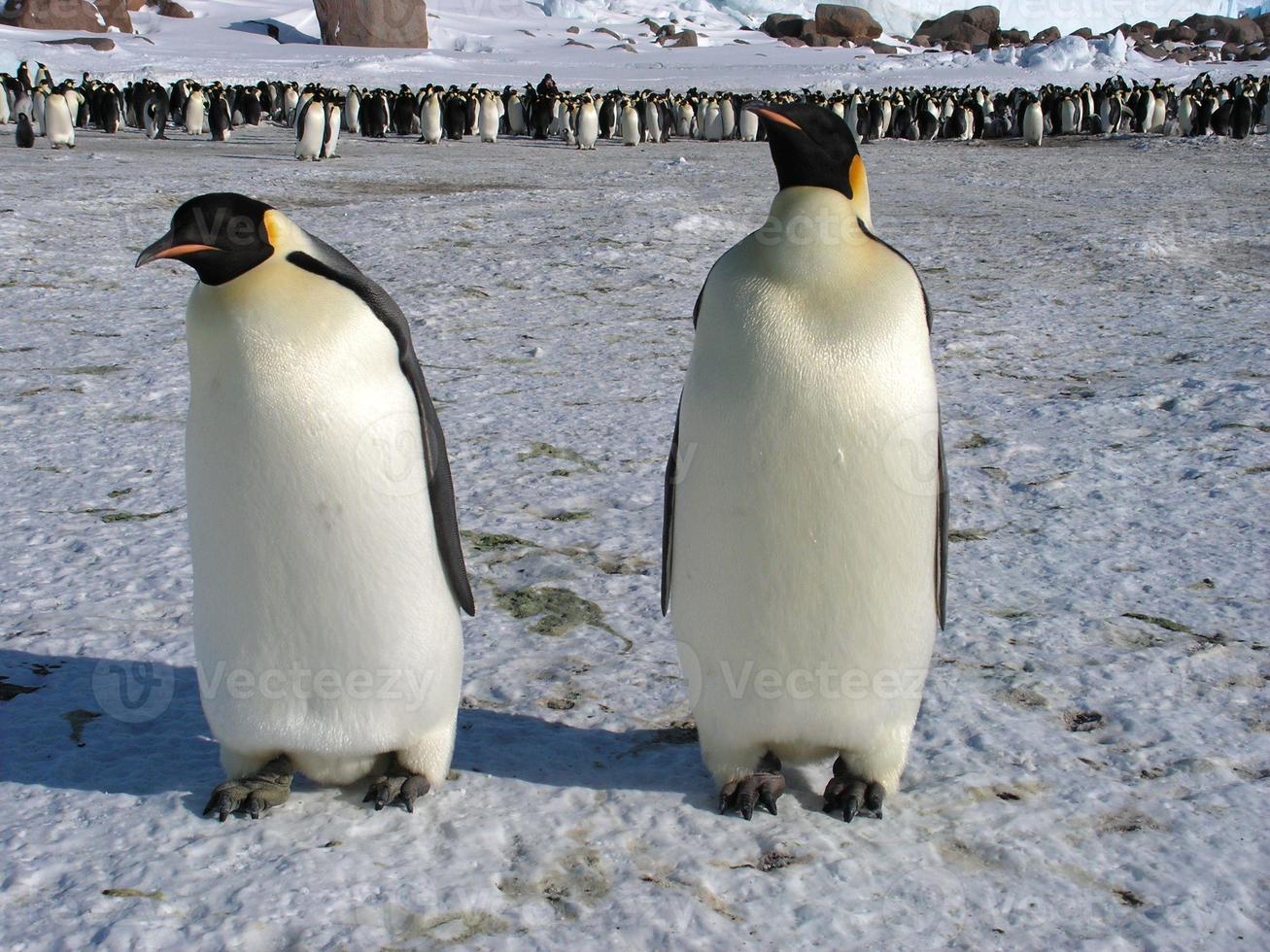 pinguins imperador no gelo da Antártica foto