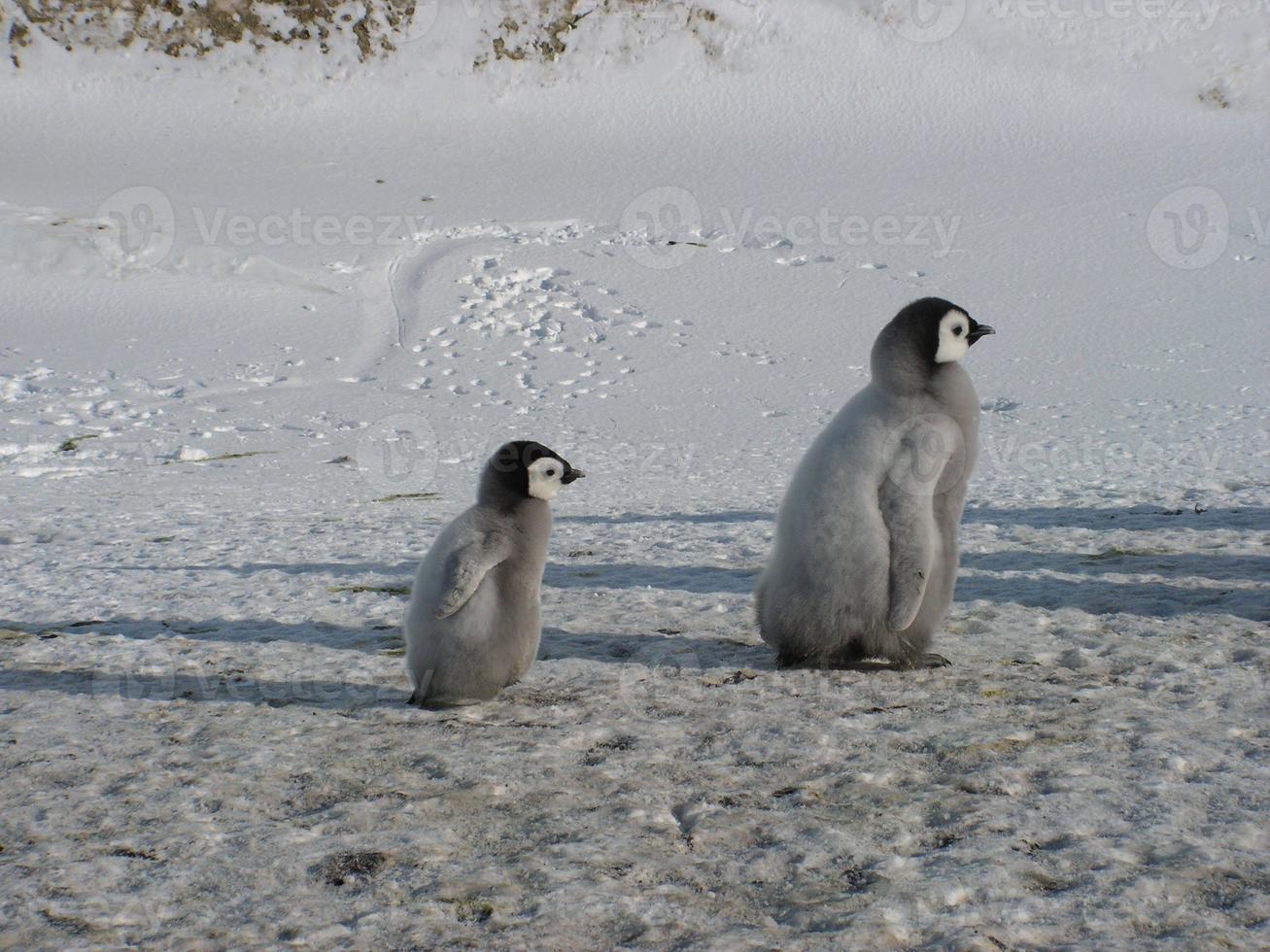 pinguins imperador no gelo da Antártica foto