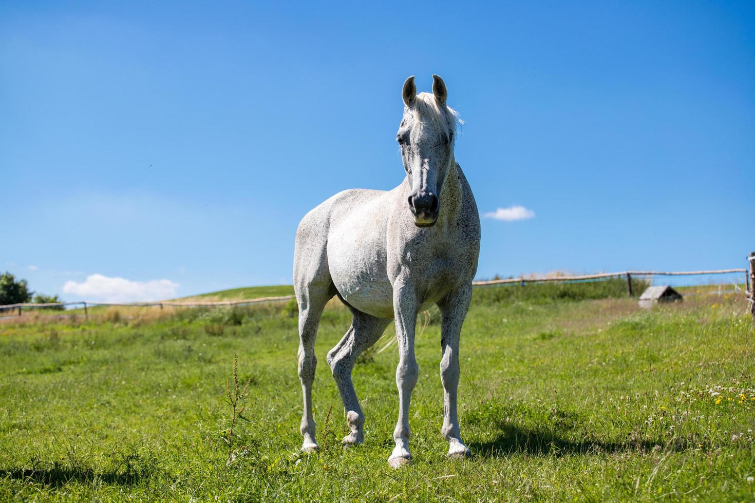 cavalo branco contra o céu azul foto