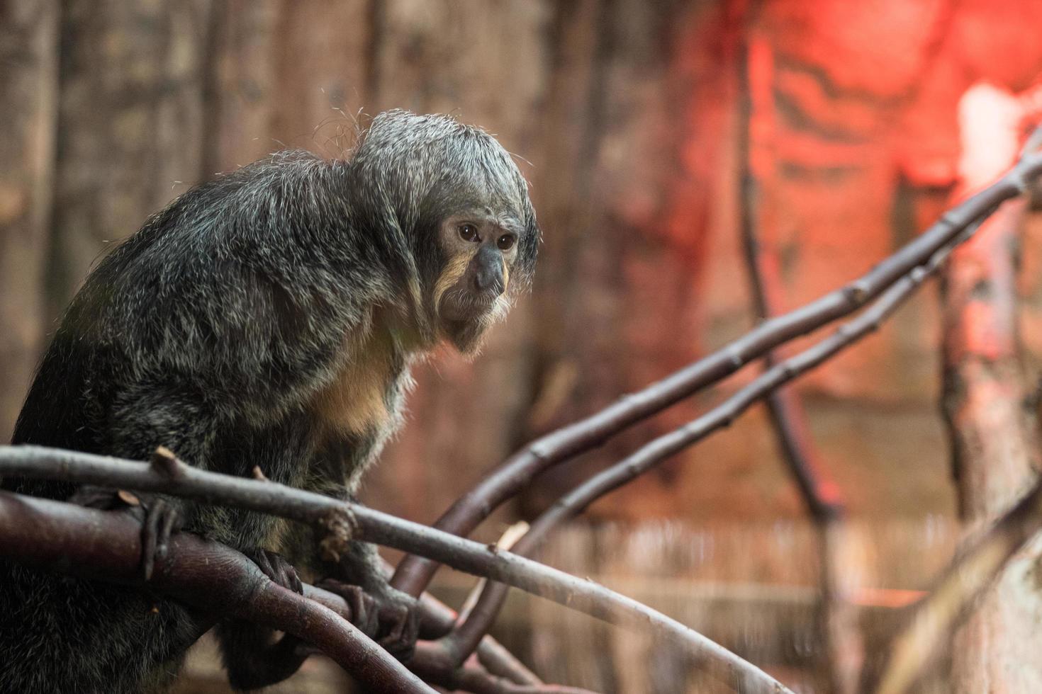 mulher saquê de rosto branco, retrato de macaco foto