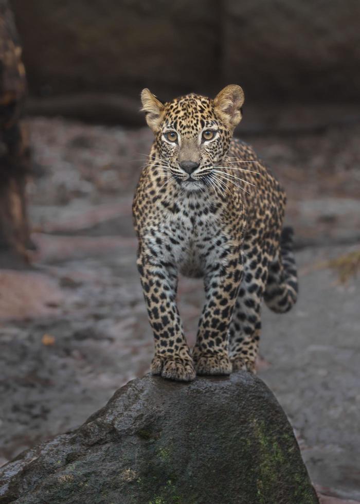 leopardo do sri lankan foto