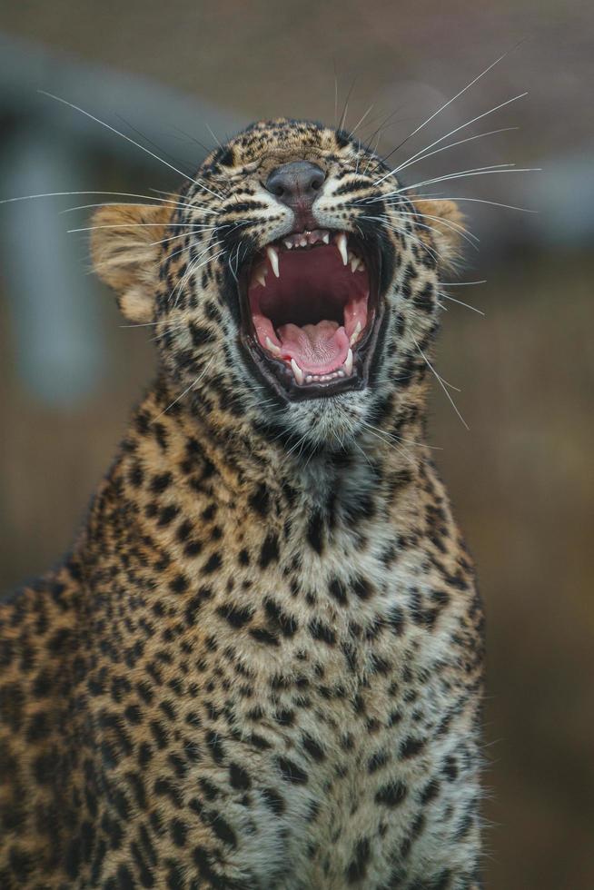 leopardo do sri lankan foto