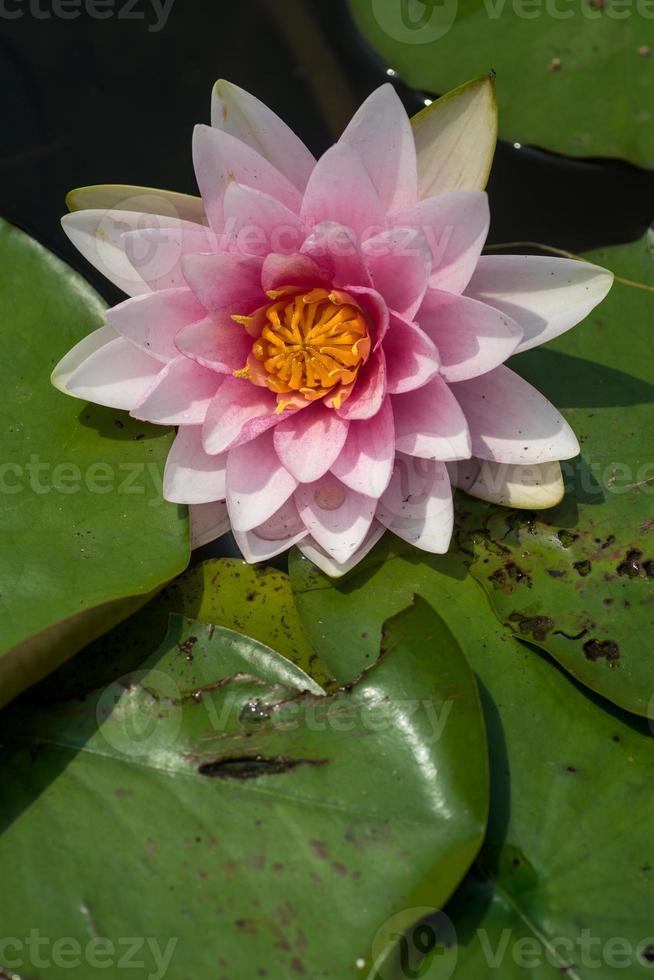 bela flor de nenúfar ou flor de lótus na lagoa. foto