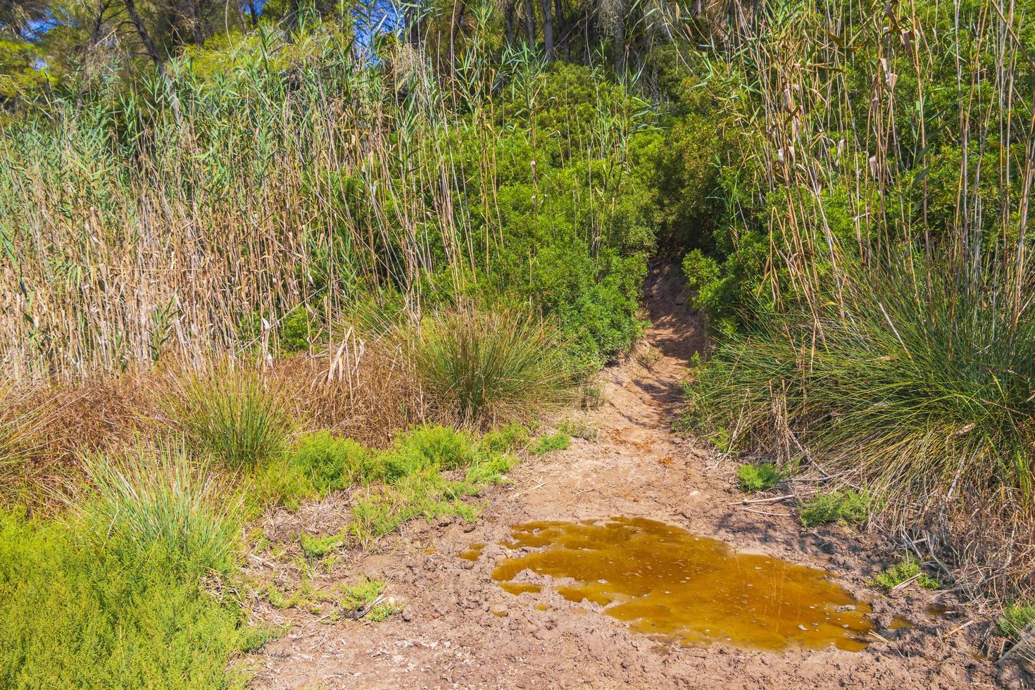 trilha de caminhada da paisagem da floresta natural pode picafort mallorca, espanha. foto