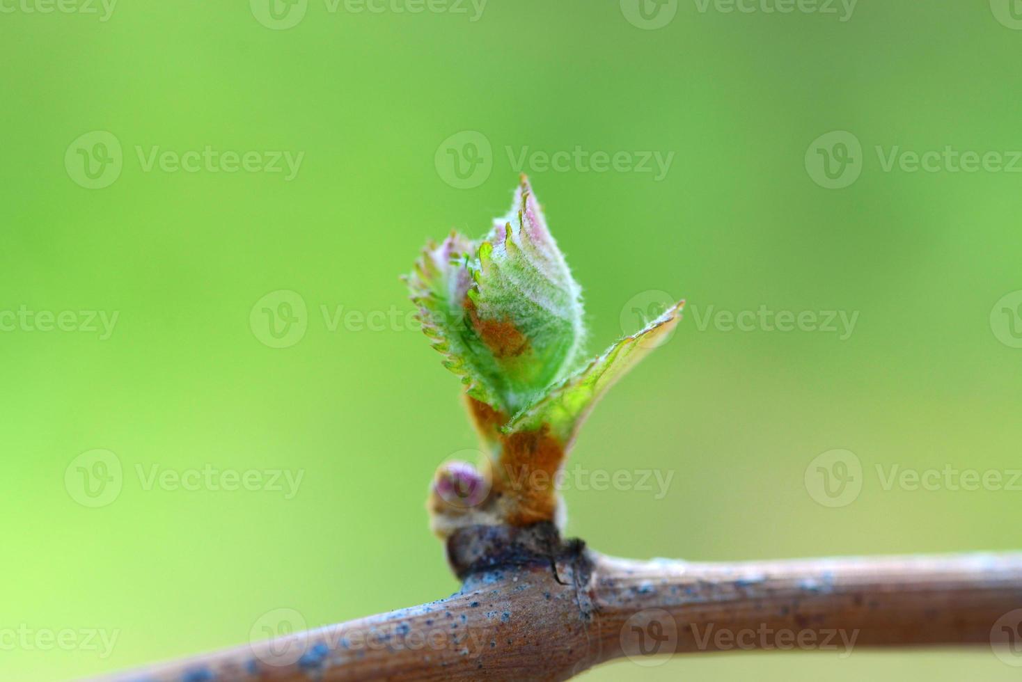 videira macro foto