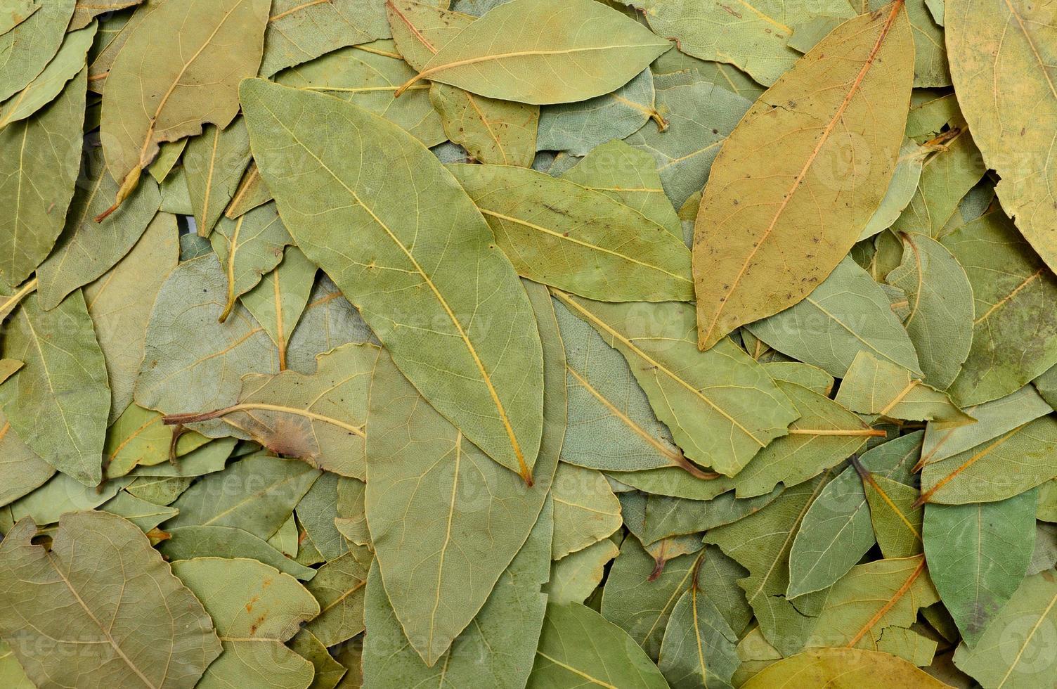 textura de folhas de louro foto