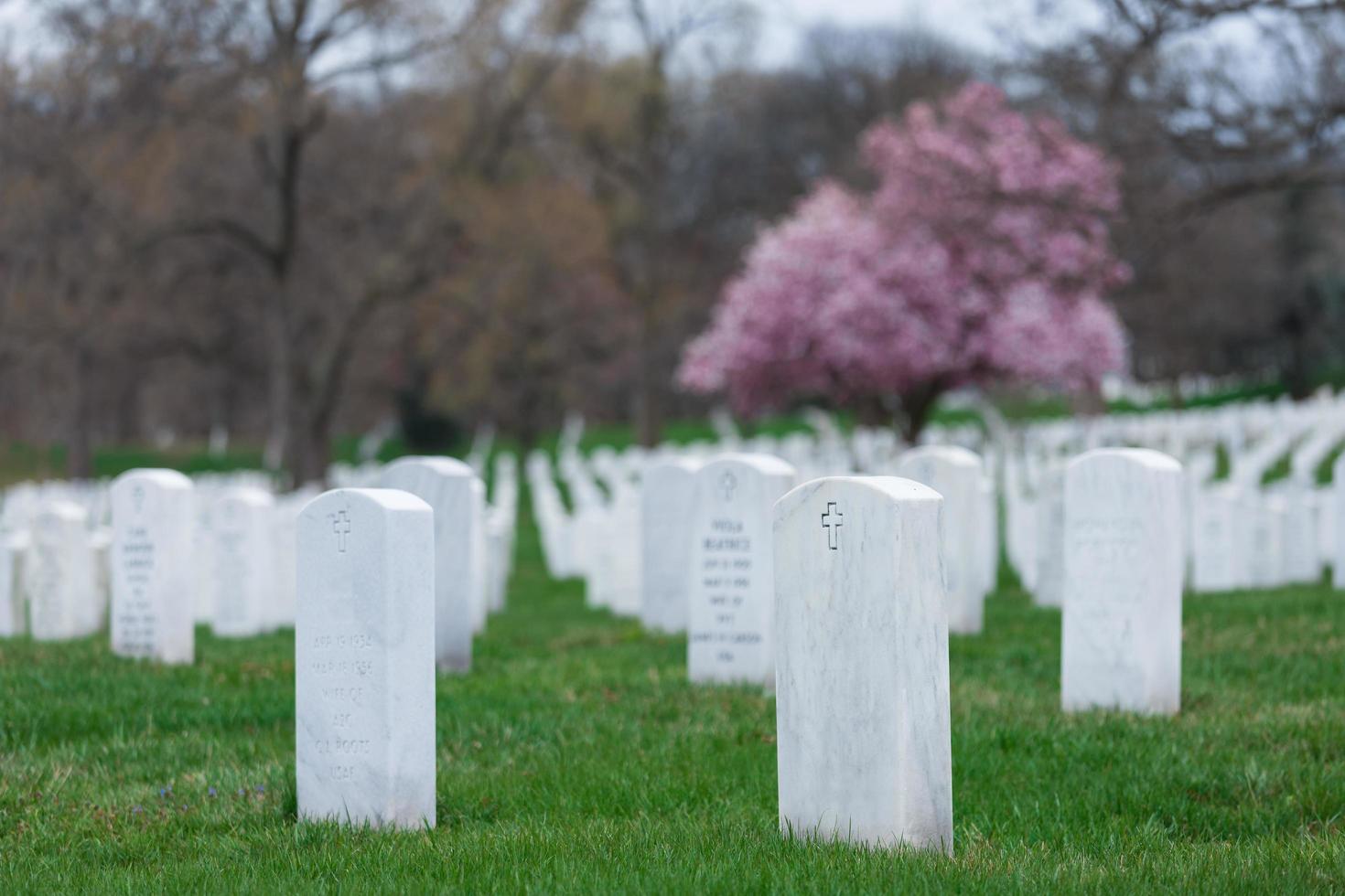 cemitério nacional de arlington com belas flores de cerejeira e lápides, washington dc, eua foto