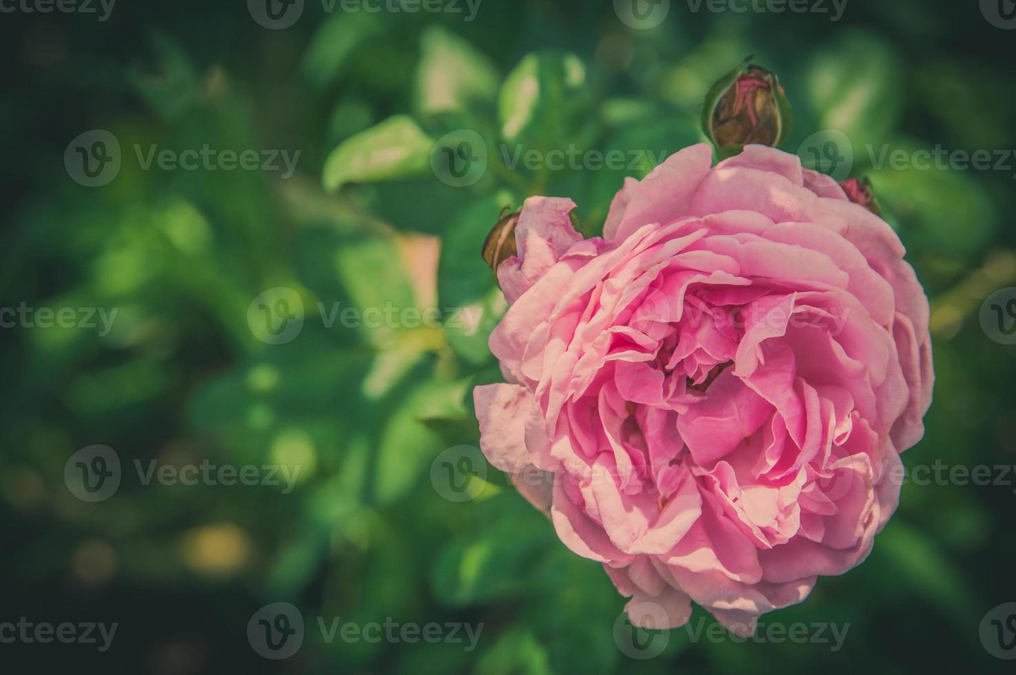 flores rosas no desenho de tons escuros naturais. a imagem é a arte foto