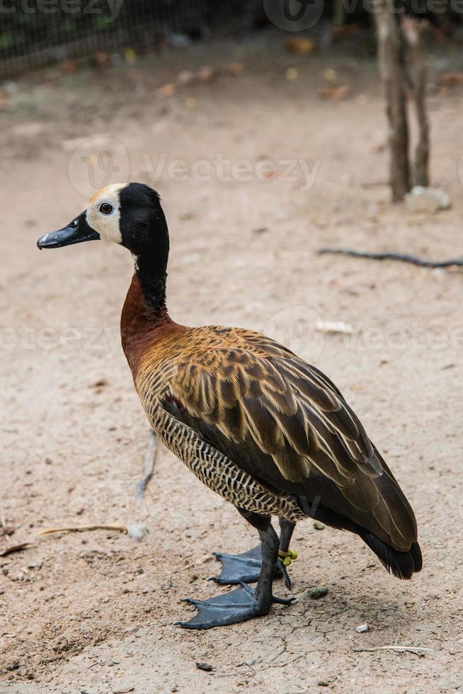 patos engraçados grasnando na fazenda foto