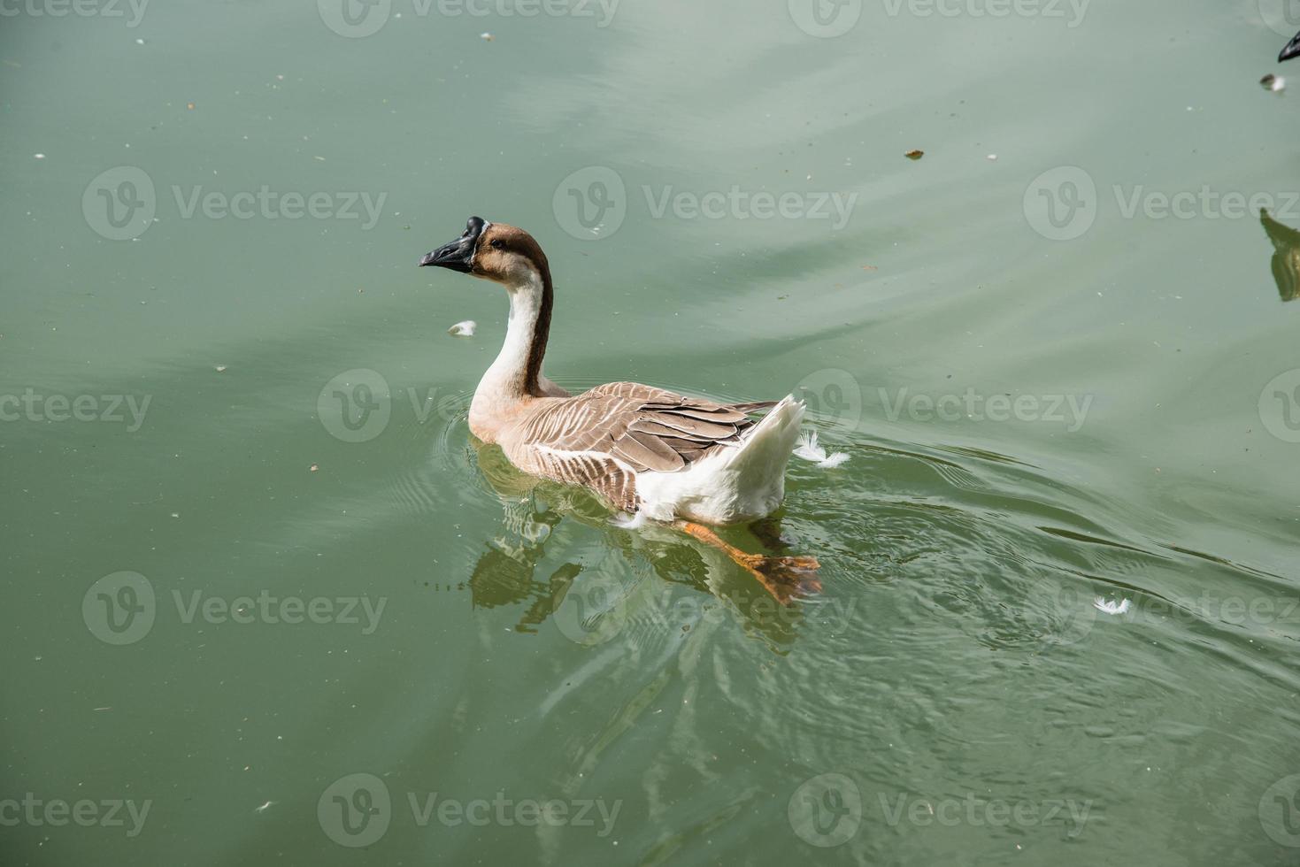 patos engraçados grasnando na fazenda foto