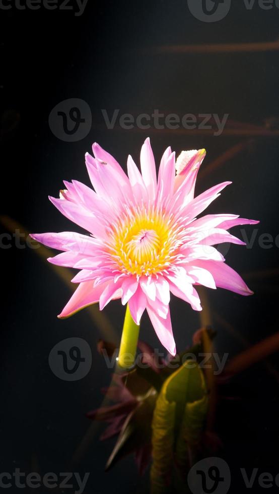 flor de lótus em água quente foto