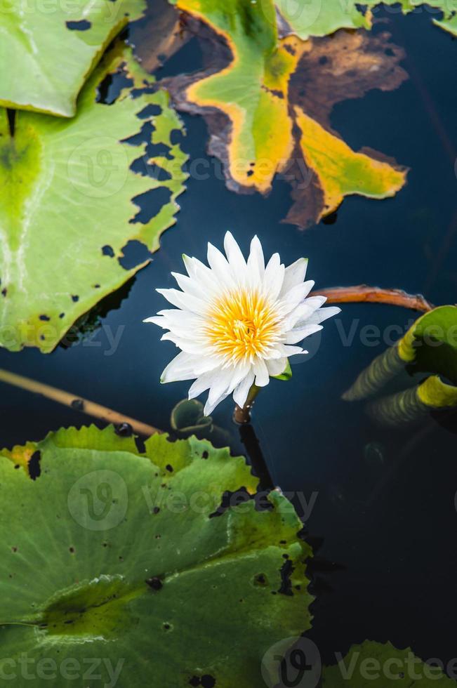 flor de lótus em água quente foto