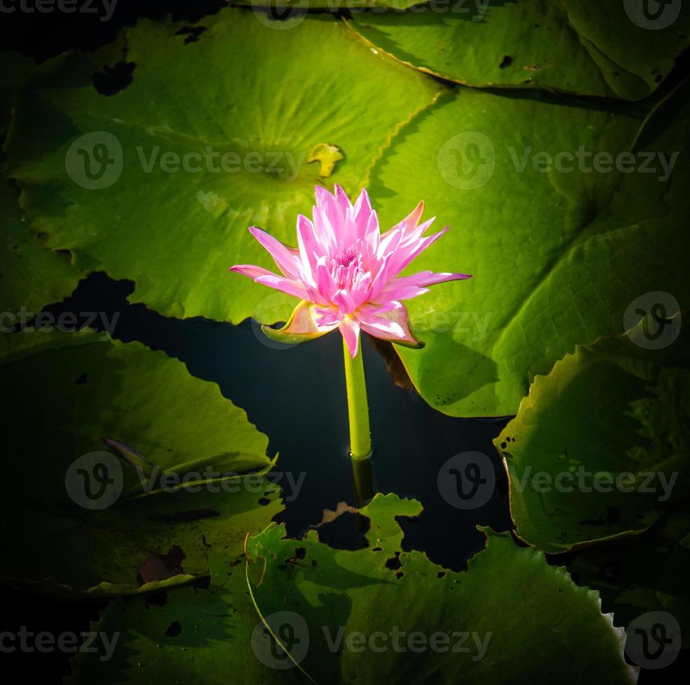 flor de lótus em água quente foto