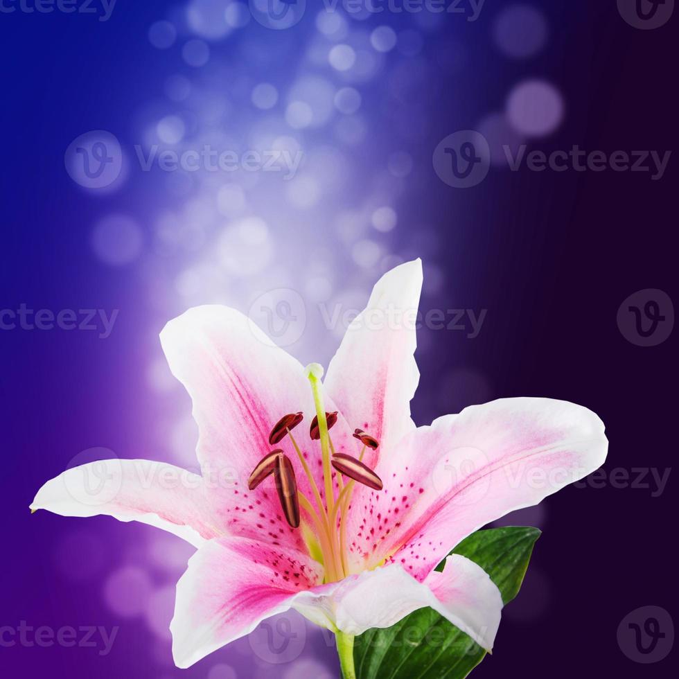 flor lírio branco e rosa foto