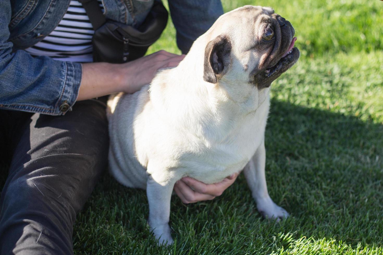 retrato de mulher jovem com cachorro pug no parque foto