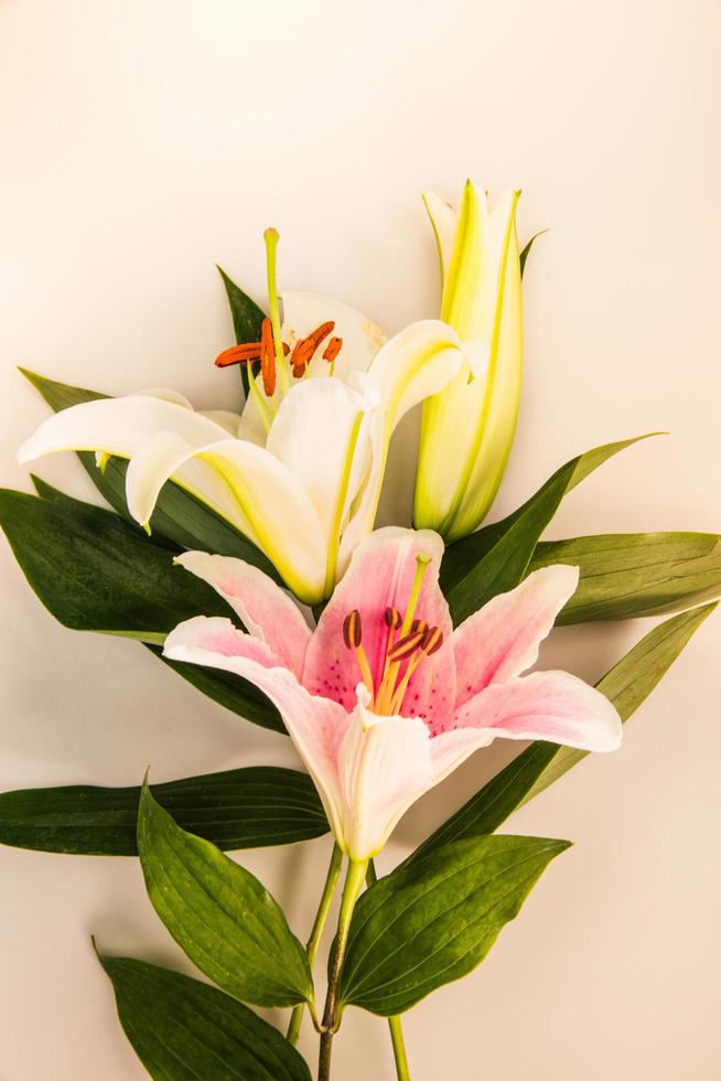 flor de lírio em um fundo branco com espaço de cópia para sua mensagem foto