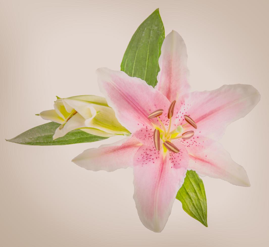 flor de lírio em um fundo branco com espaço de cópia para sua mensagem foto