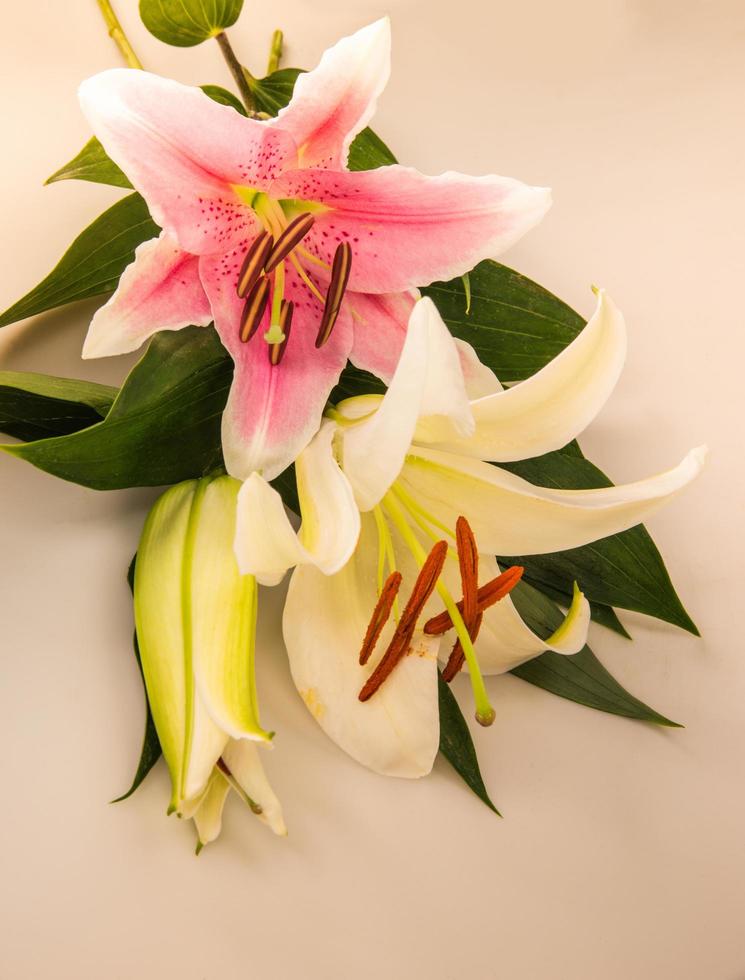 flor de lírio em um fundo branco com espaço de cópia para sua mensagem foto