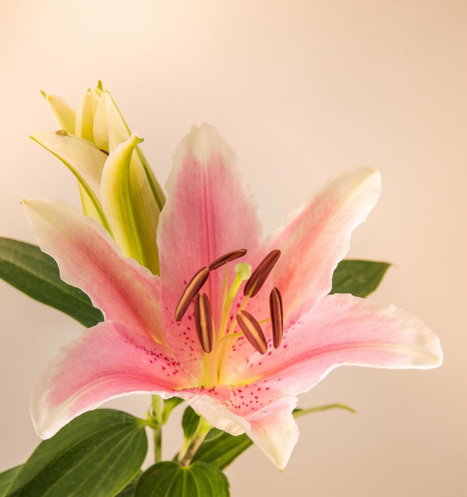 flor de lírio em um fundo branco com espaço de cópia para sua mensagem foto