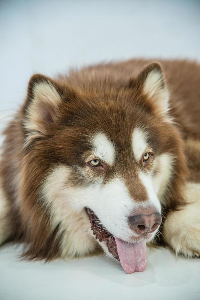 foco raso, close-up, foto de um cachorro