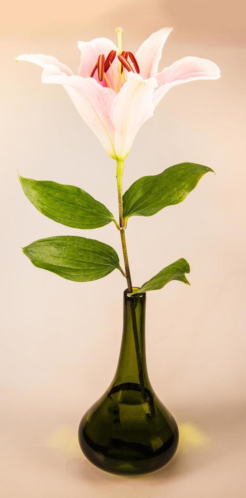 flor de lírio em um fundo branco com espaço de cópia para sua mensagem foto