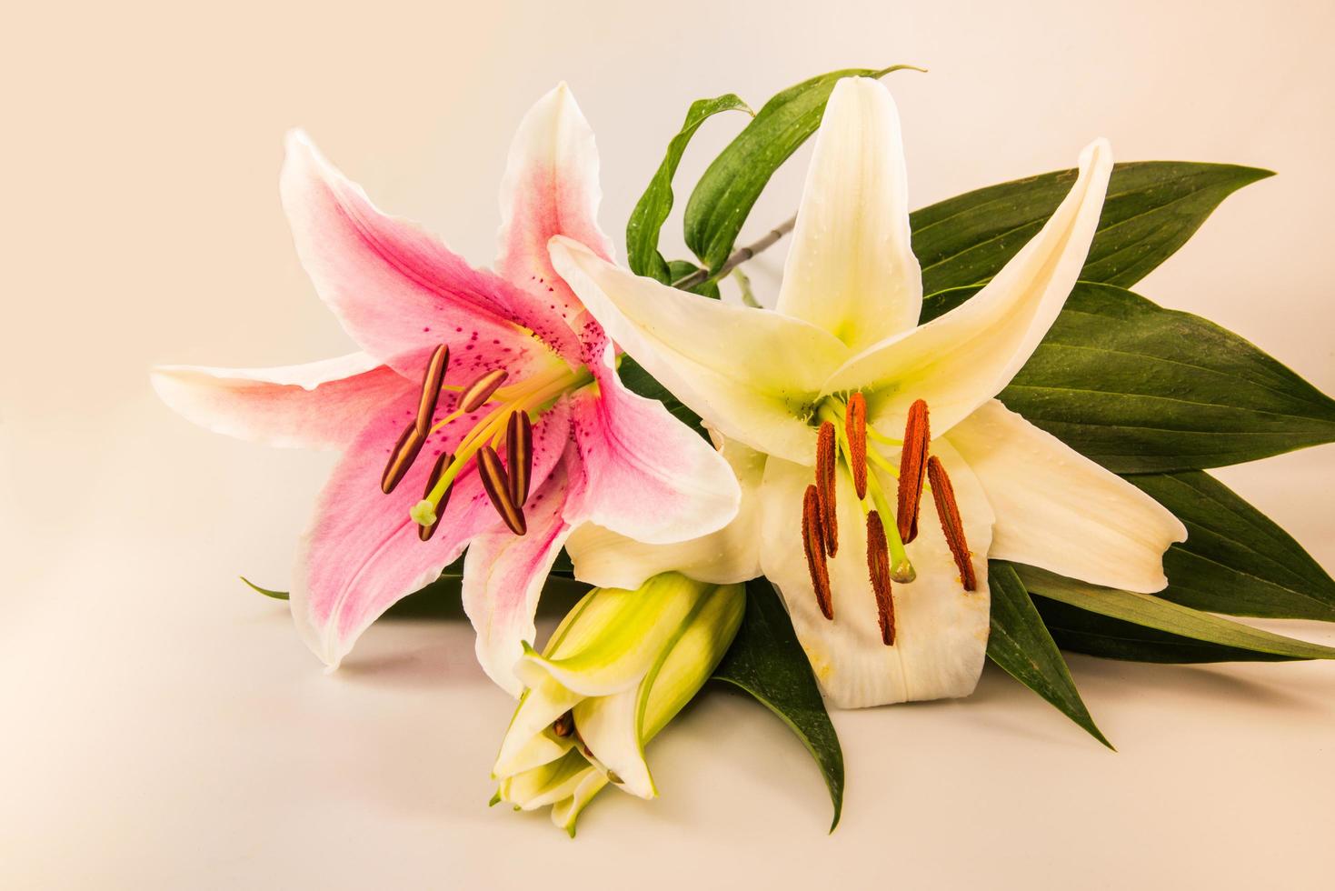 flor de lírio em um fundo branco com espaço de cópia para sua mensagem foto