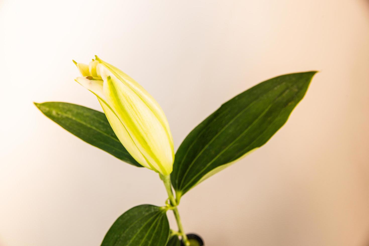 flor de lírio em um fundo branco com espaço de cópia para sua mensagem foto