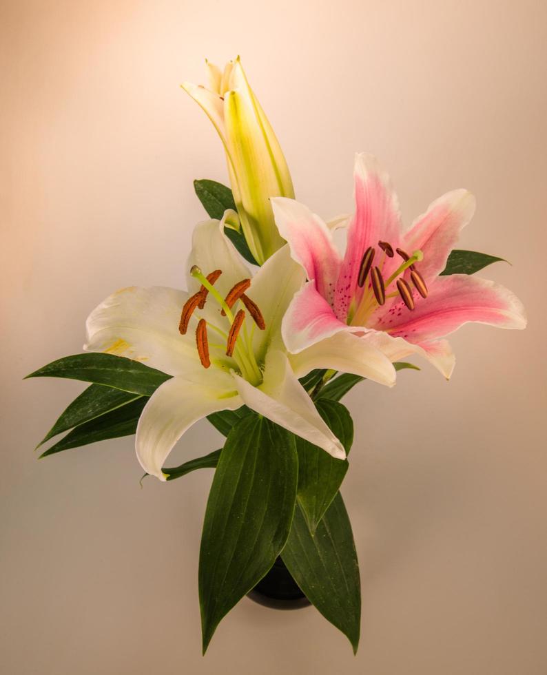 flor de lírio em um fundo branco com espaço de cópia para sua mensagem foto