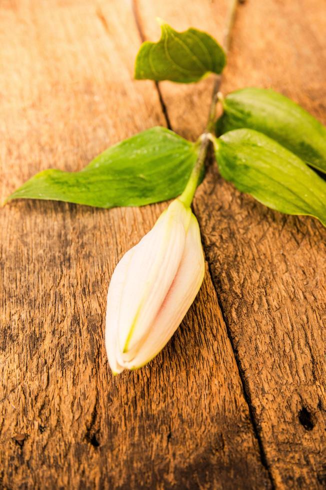 flor de lírio em um fundo branco com espaço de cópia para sua mensagem foto