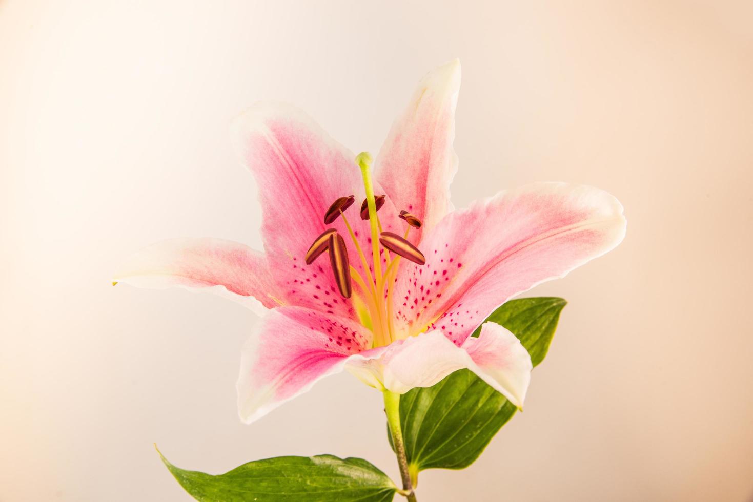 flor de lírio em um fundo branco com espaço de cópia para sua mensagem foto