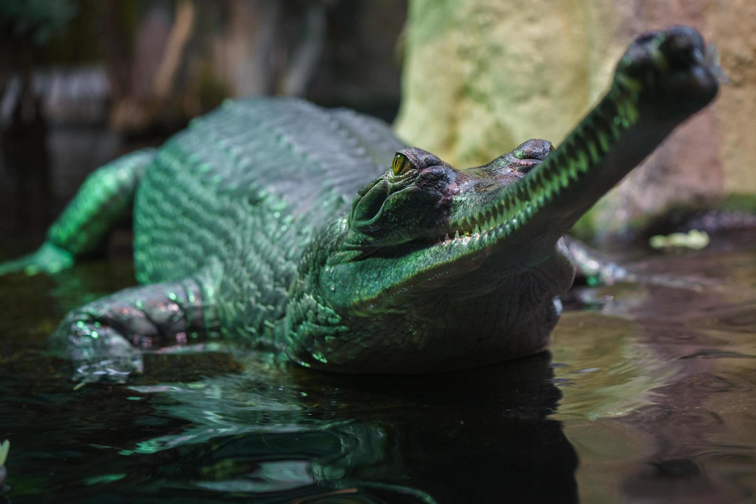 crocodilo comedor de peixe gavial foto