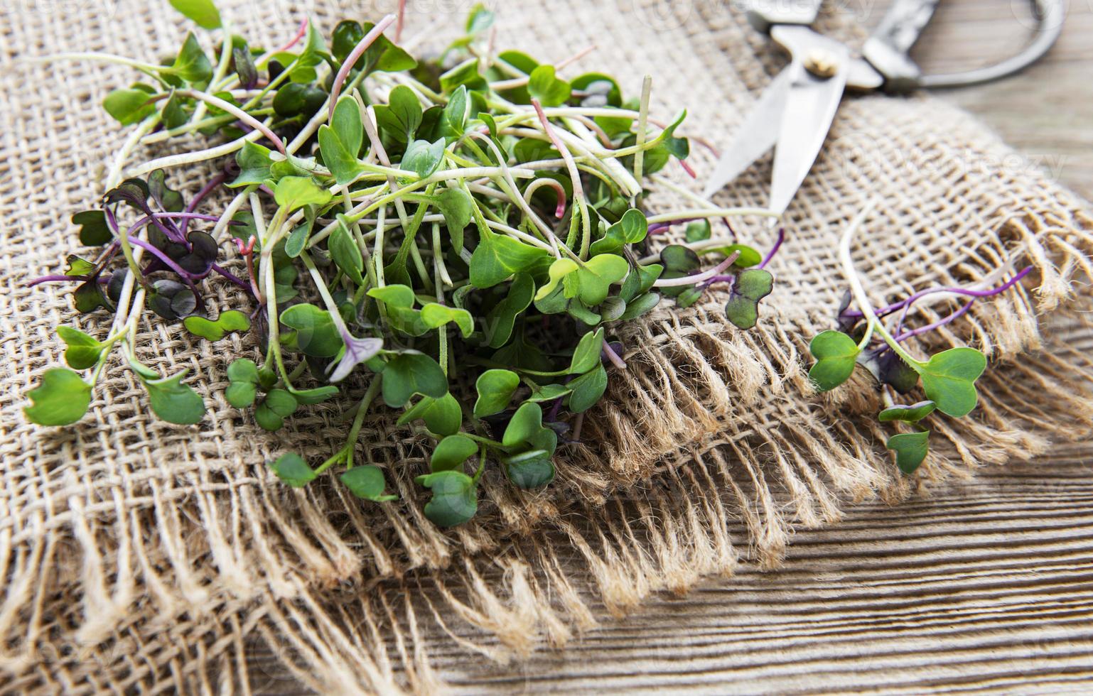 pilha de micro-verdes de rabanete em fundo de madeira velho. conceito de alimentação saudável. foto