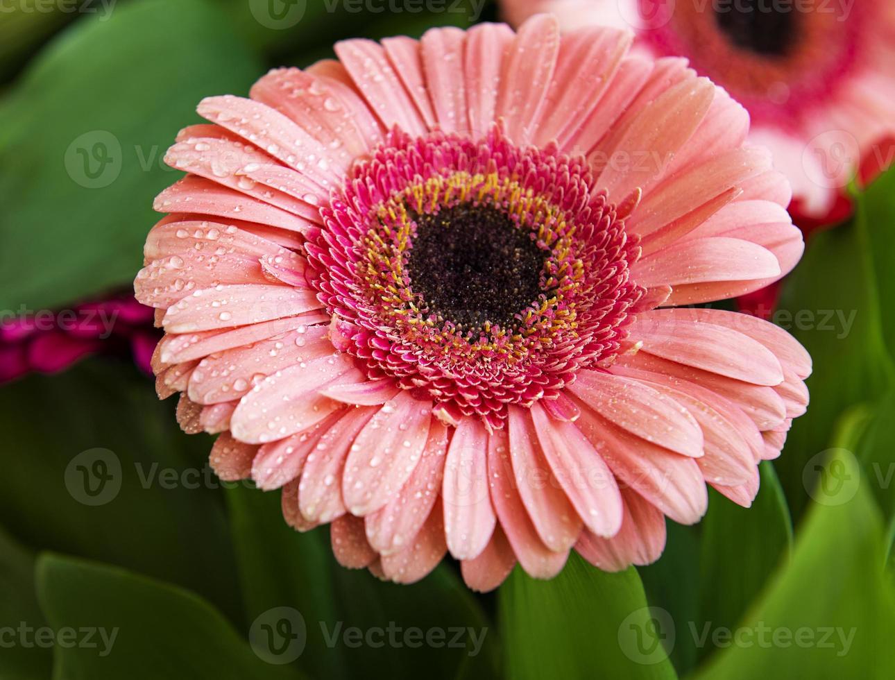 bouquet de flores gerbera. fundo floral. foto