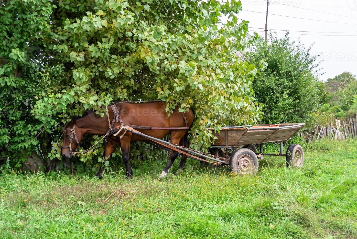 lindo garanhão de cavalo selvagem marrom no prado de flores de verão foto