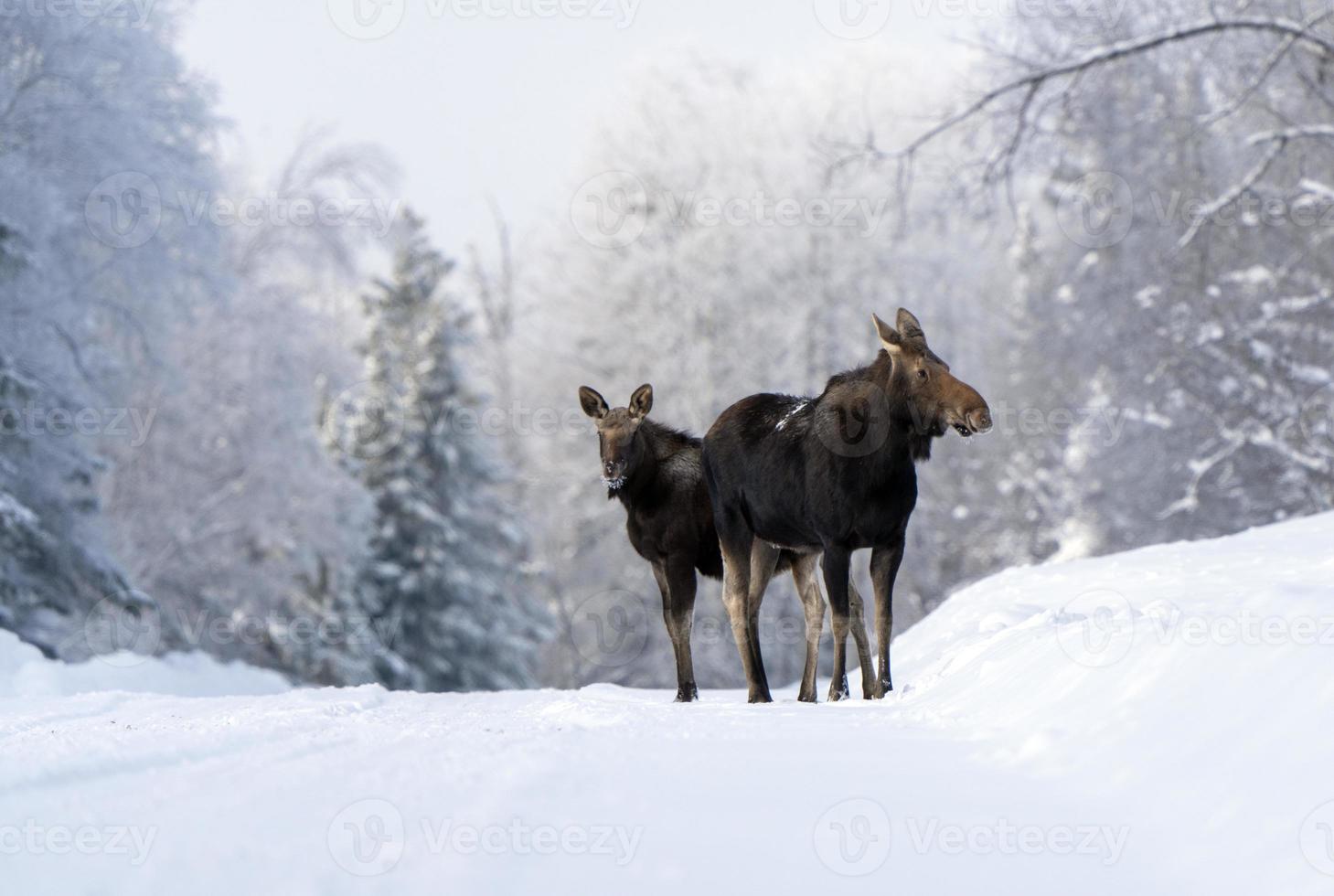 inverno alce manitoba foto