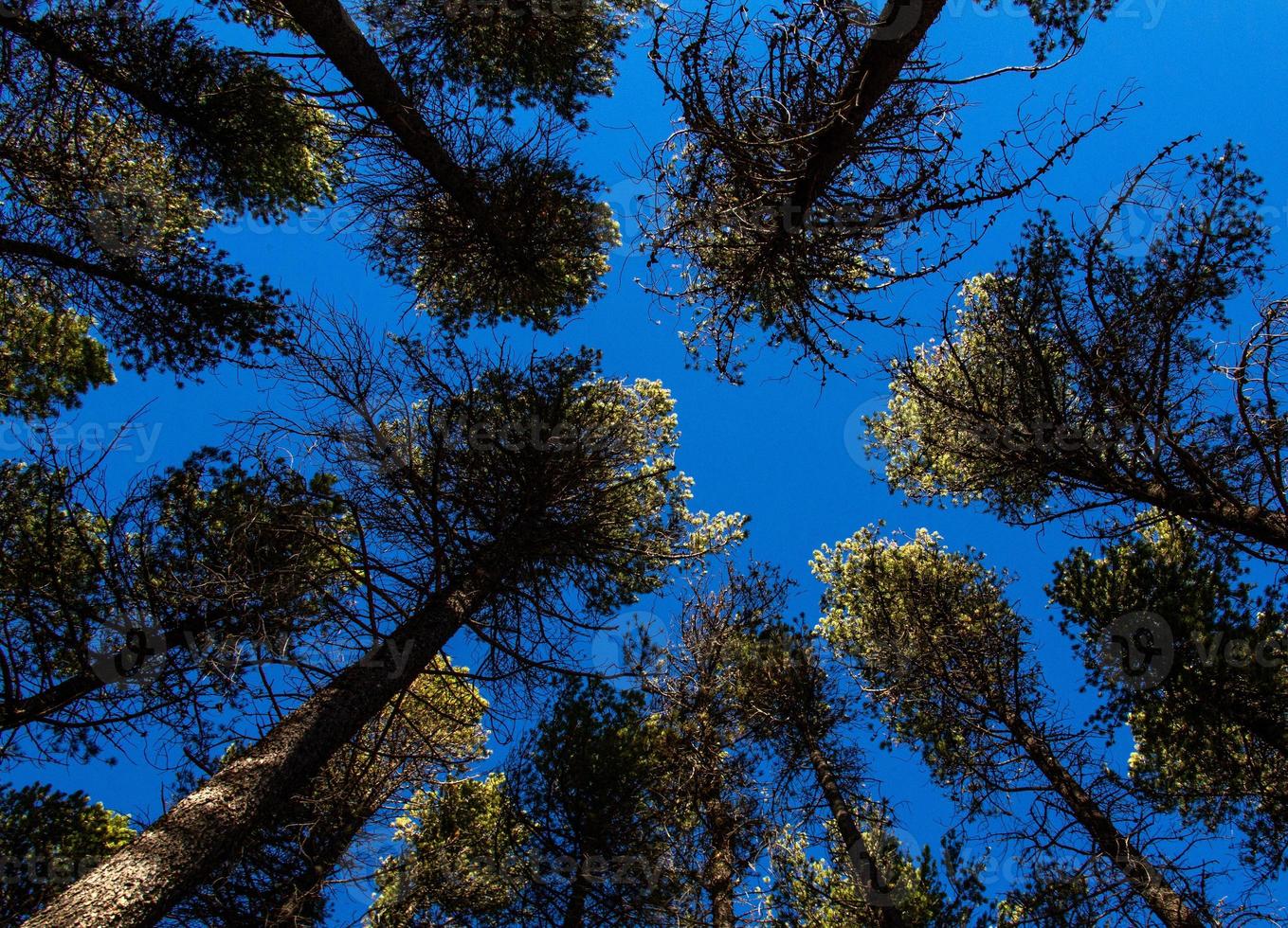 Lodgepole Pines Canada foto