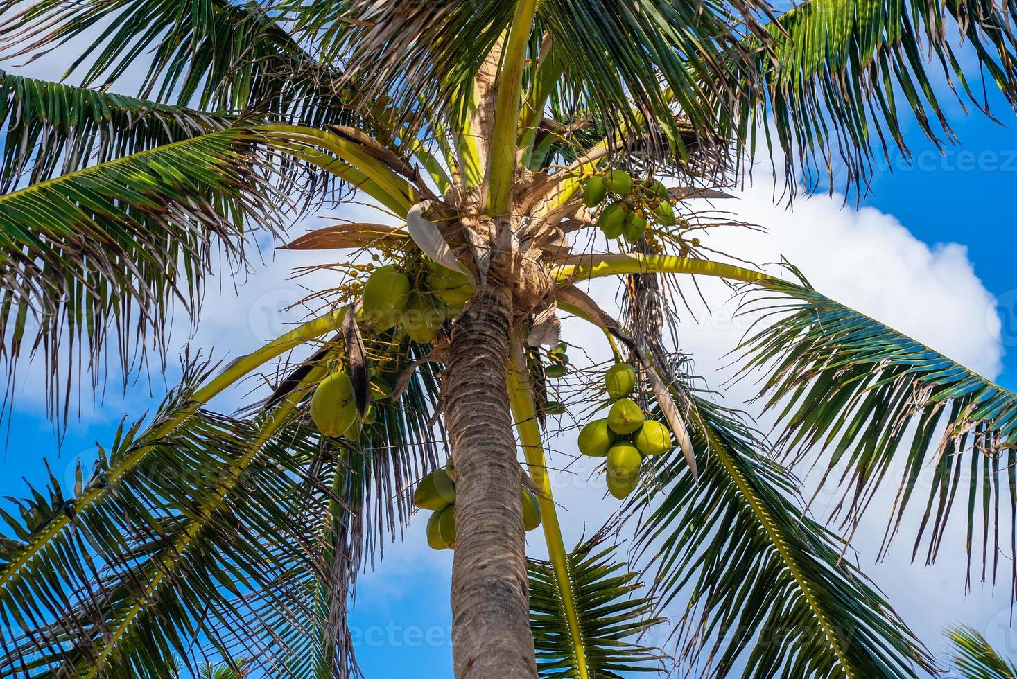 monte de cocos maduros frescos crescendo em uma palmeira contra um céu azul nublado foto