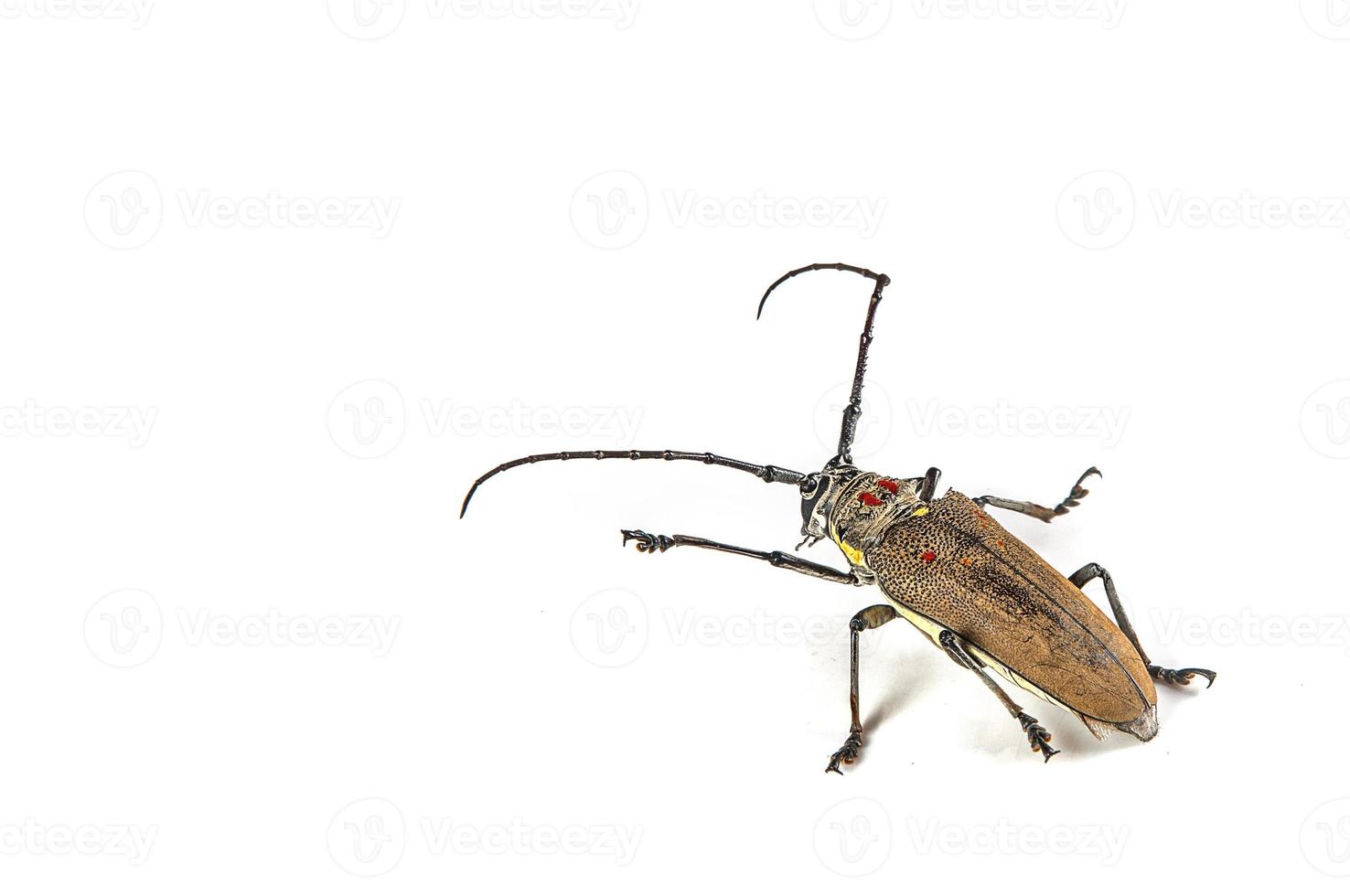 broca de árvore batocera rufomaculata isolada em um fundo branco foto