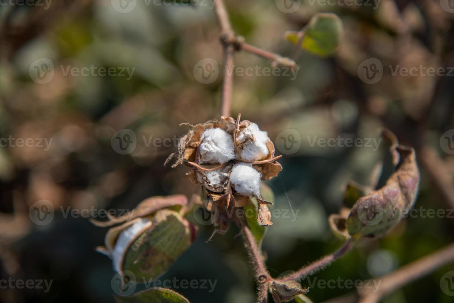 campo de fazenda de algodão, close-up de flores e bolas de algodão. foto