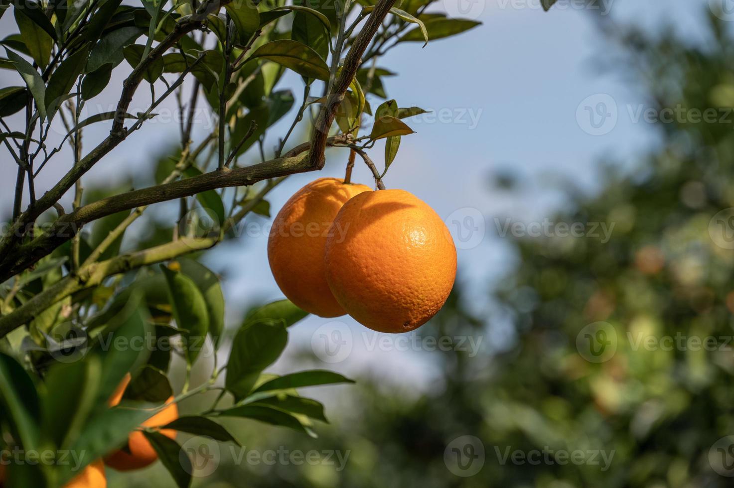 galhos e folhas verdes são cobertos com close-up de laranjas douradas foto